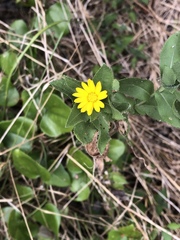 Grindelia adenodonta