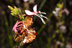 Paranomala hoepfneri