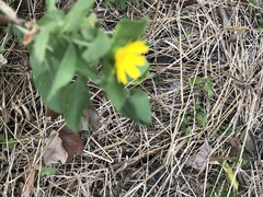 Grindelia adenodonta
