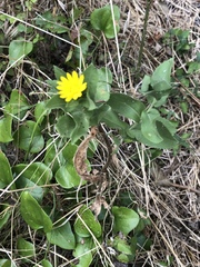 Grindelia adenodonta