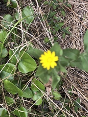 Grindelia adenodonta
