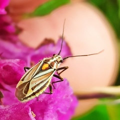 Horistus orientalis
