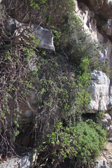 Pelargonium gibbosum
