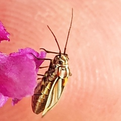 Horistus orientalis
