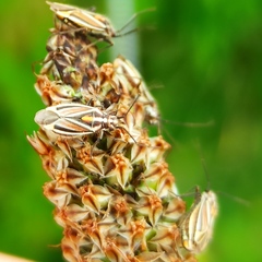Horistus orientalis