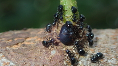 Tragopini