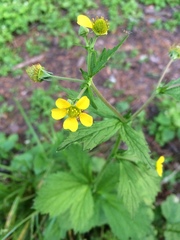 Geum macrophyllum macrophyllum