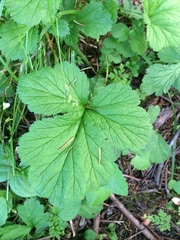 Geum macrophyllum macrophyllum