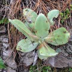 Echeveria rubromarginata