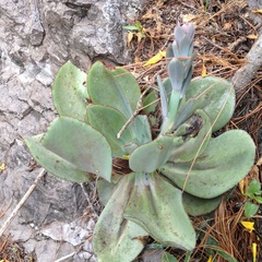 Echeveria rubromarginata