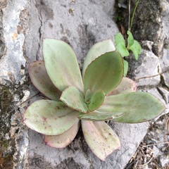 Echeveria rubromarginata
