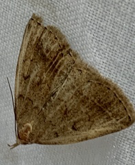 Zanclognatha marcidilinea