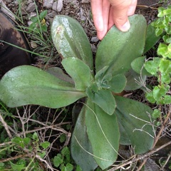 Echeveria rubromarginata