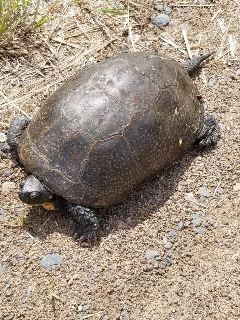 Blanding's Turtle in June 2020 by pumphouse · iNaturalist