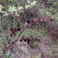 Echeveria rubromarginata