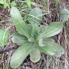 Echeveria rubromarginata