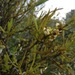 Phoradendron forestierae - Photo 由 Bodo Nuñez Oberg 所上傳的 (c) Bodo Nuñez Oberg，保留部份權利CC BY-NC
