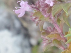 Thymus bashkiriensis