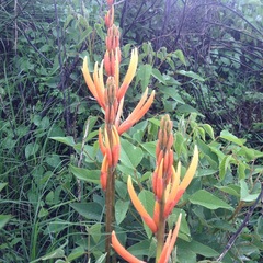 Erythrina leptorhiza