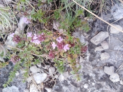 Thymus bashkiriensis