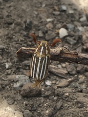 Polyphylla decemlineata