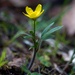 Ranunculus occidentalis - Photo (c) Brent Miller, algunos derechos reservados (CC BY-NC-ND)