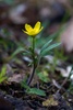 Western Buttercup - Photo (c) Brent Miller, some rights reserved (CC BY-NC-ND)