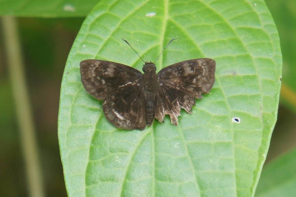 Ouleus fridericus salvina