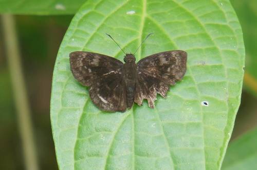 Ouleus fridericus salvina
