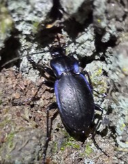 Carabus amplipennis