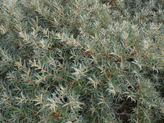 Hippophae rhamnoides rhamnoides