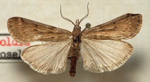Phycide des steppes