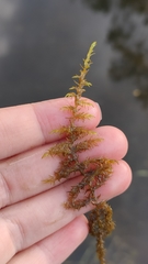 Drepanocladus