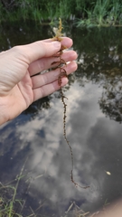 Drepanocladus