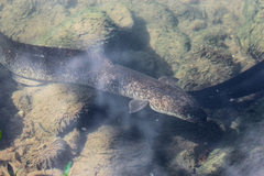 Anguilla marmorata