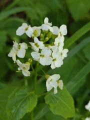 Cardamine cordifolia