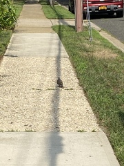 Zenaida macroura carolinensis