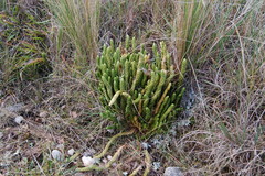 Phlegmariurus saururus