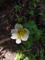 Trollius laxus
