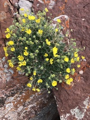 Potentilla hookeriana
