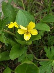 Viola nuttallii