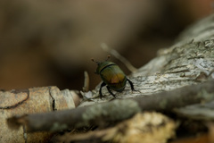 Geotrupes splendidus