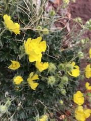 Potentilla hookeriana