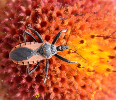 Rhynocoris ventralis