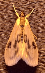Cliniodes ostreonalis