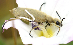 Epicauta ferruginea