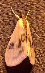 Cliniodes ostreonalis