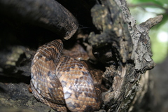 Trimorphodon quadruplex