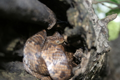 Trimorphodon quadruplex