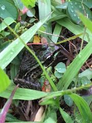Lithobates brownorum
